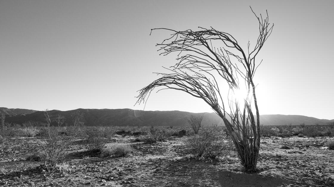 Joshua Tree National Park
