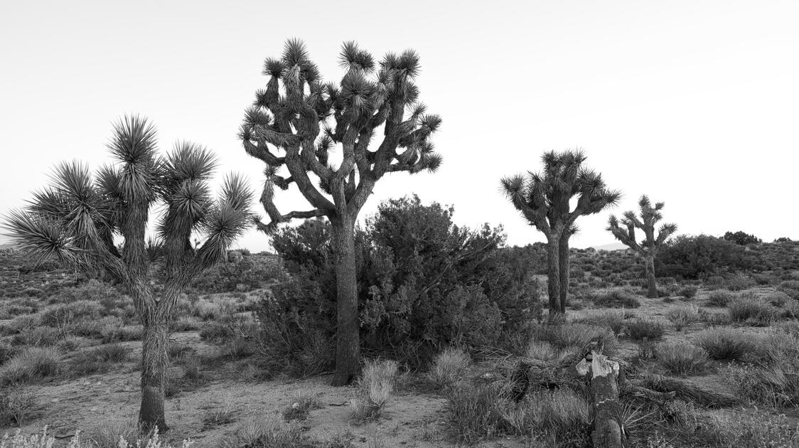 Joshua Tree National Park